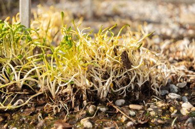 Saint Gallen, İsviçre, 2 Mart 2024 Ranunculus Flammula veya botanik bahçesindeki daha küçük bir zıpkın otu bitkisi.