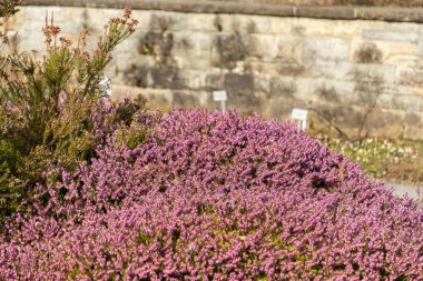 Saint Gallen, İsviçre, 2 Mart 2024 Erica Carnea veya botanik bahçesindeki kış fundalığı