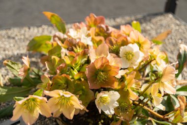 Saint Gallen, İsviçre, 2 Mart 2024 Helleborus Nijer veya botanik bahçesindeki noel gülleri