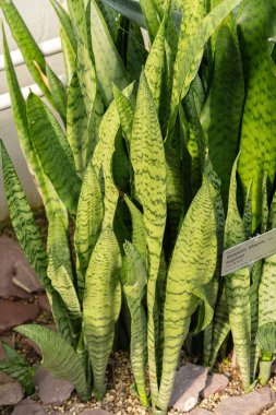 Saint Gallen, İsviçre, 2 Mart 2024 Sansevieria Trifasciata veya botanik bahçesindeki yılan fabrikası