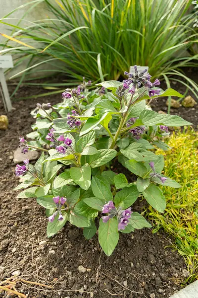 Saint Gallen, İsviçre, 2 Mart 2024 Botanik Bahçesindeki Physochlaina Macrophylla bitkisi