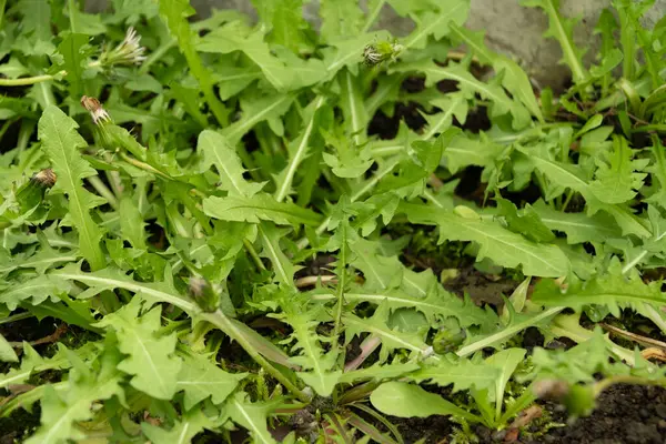 Saint Gallen, İsviçre, 2 Mart 2024 Taraxacum Albidum veya botanik bahçesindeki karahindiba bitkisi