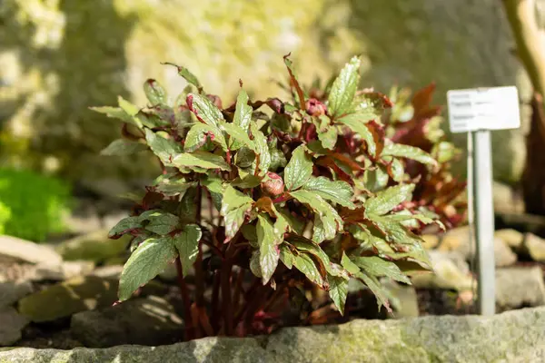 stock image Saint Gallen, Switzerland, March 2, 2024 Paeonia Cambessedesii or balearic peony plant at the botanical garden