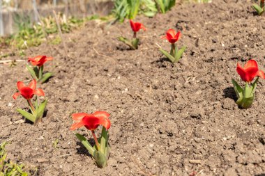 Zürih, İsviçre, 9 Mart 2024 Tulipa Kaufmanniana çiçeği botanik bahçesinde
