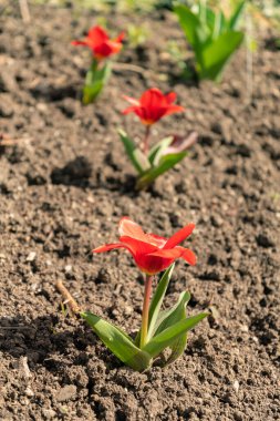 Zürih, İsviçre, 9 Mart 2024 Tulipa Kaufmanniana çiçeği botanik bahçesinde