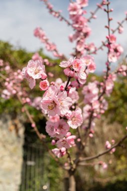 Zürih, İsviçre, 9 Mart 2024 Prunus Dulcis bitkisi botanik bahçesinde