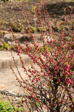 Zürih, İsviçre, 9 Mart 2024 Prunus Triloba veya botanik bahçesinde çiçek açan badem bitkisi