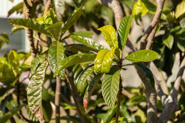 Zürih, İsviçre, 9 Mart 2024 Eriobotrya Japon bitkisi botanik bahçesinde.