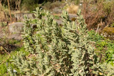 Zürih, İsviçre, 9 Mart 2024 Cistus Albidus veya gri renkli bitki bitkisi botanik bahçesinde bırakılmış.