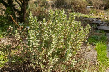 Zürih, İsviçre, 9 Mart 2024 Cistus Albidus veya gri renkli bitki bitkisi botanik bahçesinde bırakılmış.