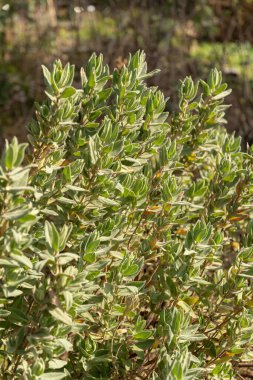 Zürih, İsviçre, 9 Mart 2024 Cistus Albidus veya gri renkli bitki bitkisi botanik bahçesinde bırakılmış.