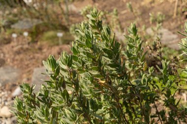 Zürih, İsviçre, 9 Mart 2024 Cistus Albidus veya gri renkli bitki bitkisi botanik bahçesinde bırakılmış.