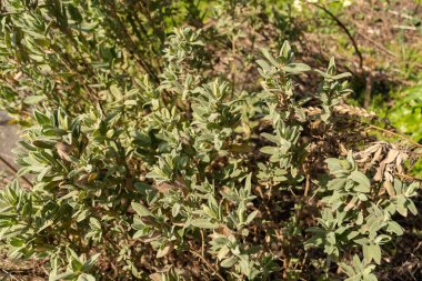 Zürih, İsviçre, 9 Mart 2024 Cistus Albidus veya gri renkli bitki bitkisi botanik bahçesinde bırakılmış.