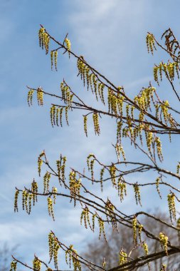 Zürih, İsviçre, 9 Mart 2024 Stachyurus Praecox bitkisi botanik bahçesinde.