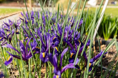 Zürih, İsviçre, 9 Mart 2024 Iris Reticulata veya botanik bahçesindeki altın ağlı süsen çiçekleri