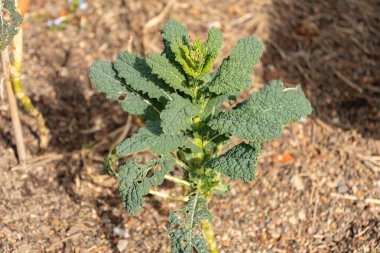 Zürih, İsviçre, 9 Mart 2024 Brassica Oleracea bitkisi botanik bahçesinde.
