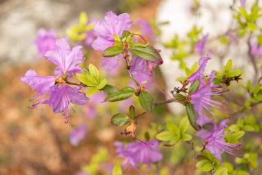 Zürih, İsviçre, 9 Mart 2024 Botanik Bahçesindeki Rhododendron Hybridum fabrikası