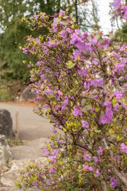 Zürih, İsviçre, 9 Mart 2024 Botanik Bahçesindeki Rhododendron Smirnowii fabrikası