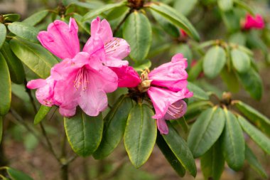 Zürih, İsviçre, 9 Mart 2024 Rododendron Hirtipes bitkisi botanik bahçesinde.