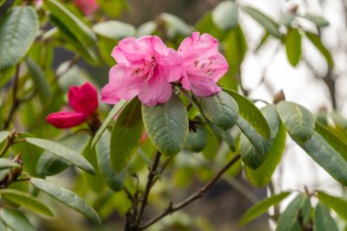 Zürih, İsviçre, 9 Mart 2024 Rododendron Hirtipes bitkisi botanik bahçesinde.