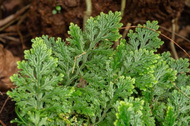 Zürih, İsviçre, 9 Mart 2024 Selaginella Martensii veya botanik bahçesindeki çeşitli dikenli yosun bitkileri