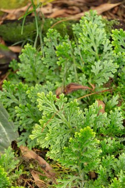 Zürih, İsviçre, 9 Mart 2024 Selaginella Martensii veya botanik bahçesindeki çeşitli dikenli yosun bitkileri