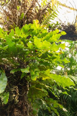 Zürih, İsviçre, 9 Mart 2024 Microsorum Varian bitkileri botanik bahçesine