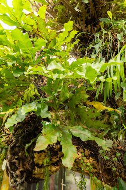 Zürih, İsviçre, 9 Mart 2024 Microsorum Varian bitkileri botanik bahçesine