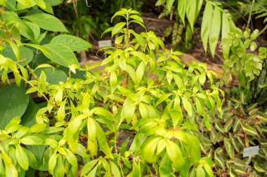 Zürih, İsviçre, 9 Mart 2024 Besleria Solanoides bitkisi botanik bahçesinde