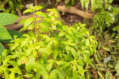 Zürih, İsviçre, 9 Mart 2024 Besleria Solanoides bitkisi botanik bahçesinde