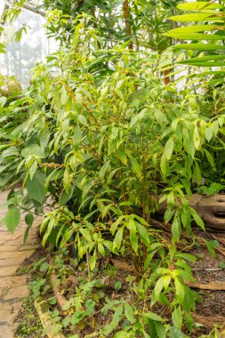 Zürih, İsviçre, 9 Mart 2024 Besleria Solanoides bitkisi botanik bahçesinde