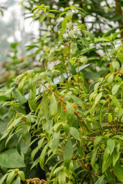Zürih, İsviçre, 9 Mart 2024 Besleria Solanoides bitkisi botanik bahçesinde