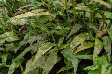 Zürih, İsviçre, 9 Mart 2024 Leptochilus Decurrens botanik bahçesine bitki yetiştirdi.