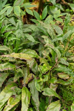 Zürih, İsviçre, 9 Mart 2024 Leptochilus Decurrens botanik bahçesine bitki yetiştirdi.