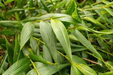 Zürih, İsviçre, 9 Mart 2024 Botanik Bahçesindeki Sobralia Xantholeuca fabrikası