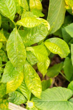 Zürih, İsviçre, 9 Mart 2024 Botanik Bahçesindeki Dorstenia Turnerifolia bitkisi