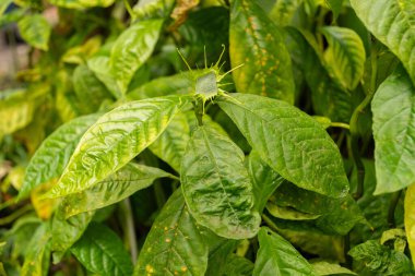 Zürih, İsviçre, 9 Mart 2024 Botanik Bahçesindeki Dorstenia Turnerifolia bitkisi