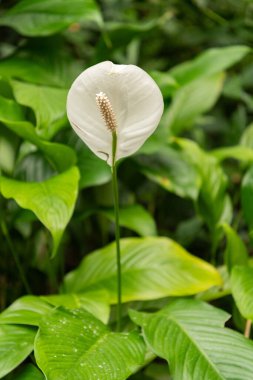 Zürih, İsviçre, 9 Mart 2024 Spatthiphyllum Wallisii veya botanik bahçesindeki barış zambağı bitkisi