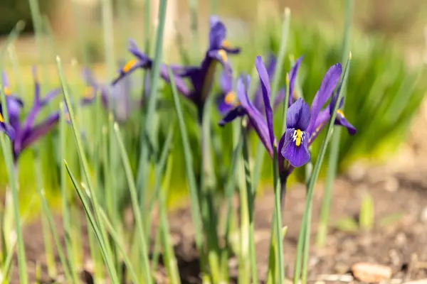 Zurych Szwajcaria Marca 2024 Iris Reticulata Lub Złote Kwiaty Tęczówki — Zdjęcie stockowe