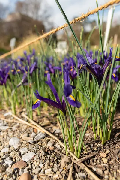 Zurych Szwajcaria Marca 2024 Iris Reticulata Lub Złote Kwiaty Tęczówki — Zdjęcie stockowe