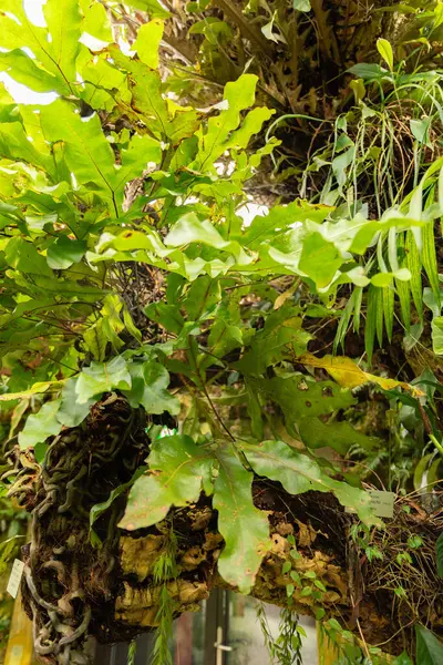 Zürih, İsviçre, 9 Mart 2024 Microsorum Varian bitkileri botanik bahçesine