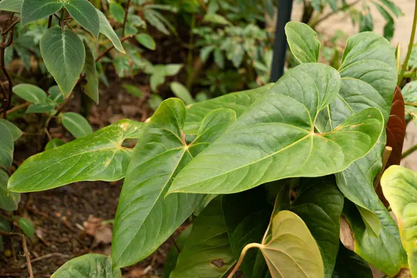 stock image Zurich, Switzerland, March 9, 2024 Anthurium Yarumalense plant at the botanical garden