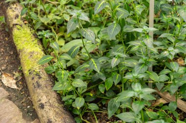 Zürih, İsviçre, 9 Mart 2024 Rungia Klossii bitkisi botanik bahçesinde.
