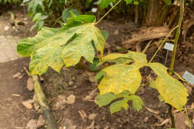 Zürih, İsviçre, 9 Mart 2024 Botanik Bahçesindeki Cola Caricifolia bitkisi