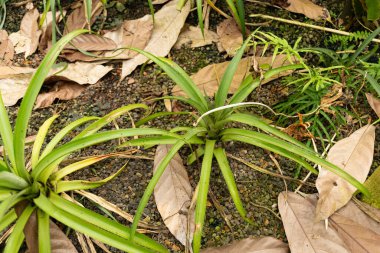 Zürih, İsviçre, 9 Mart 2024 Ananas Comosus ya da botanik bahçesindeki anik bitkisi