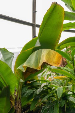 Zürih, İsviçre, 9 Mart 2024 Musa Cavendishii veya botanik bahçesindeki Cavendish muz bitkisi