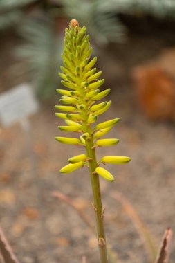 Zürih, İsviçre, 9 Mart 2024 Aloe Vera bitkisi botanik bahçesinde.