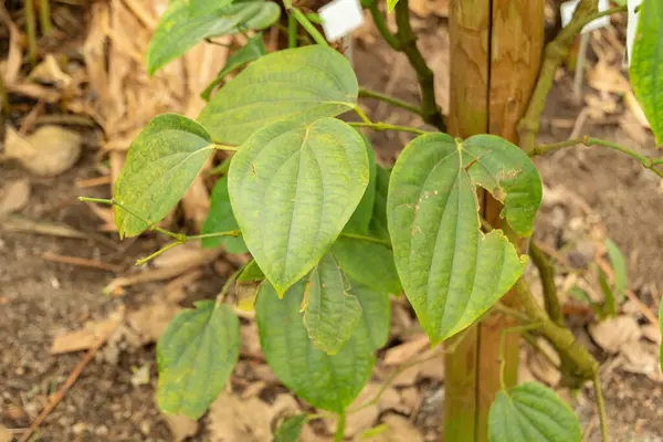 Zurich, Switzerland, March 9, 2024 Piper Nigrum or black pepper plant at the botanical garden