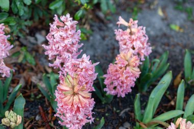 Saint Gallen, İsviçre, 24 Mart 2024 Hyacinthus Orientalis botanik bahçesindeki çiçekler