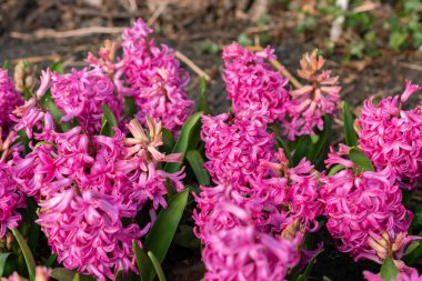 Saint Gallen, İsviçre, 24 Mart 2024 Hyacinthus Orientalis botanik bahçesindeki çiçekler